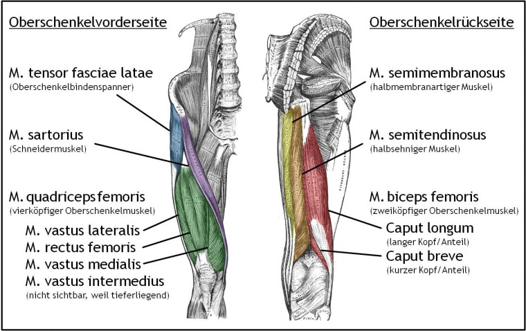Oberschenkelmuskulatur.